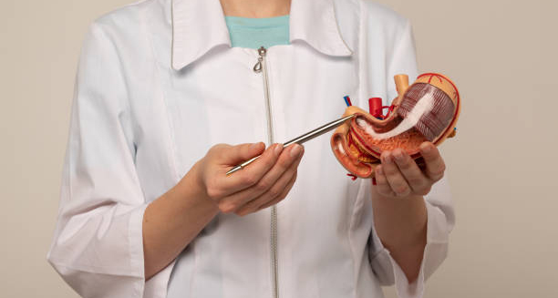 Medical professional holding a stomach model and pointing with a tool