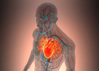 3D medical illustration of human anatomy with glowing heart, highlighting heart attack diagnosis