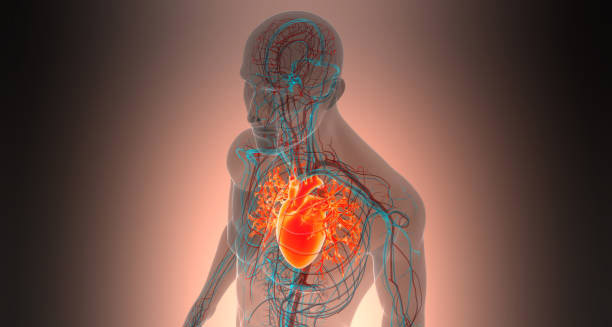 3D medical illustration of human anatomy with glowing heart, highlighting heart attack diagnosis