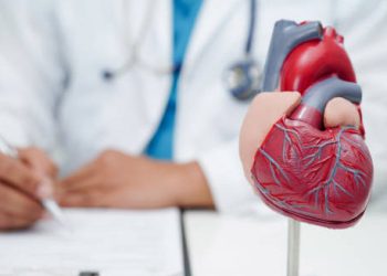 Doctor with a model of a human heart reviewing patient results for heart rhythm diagnosis