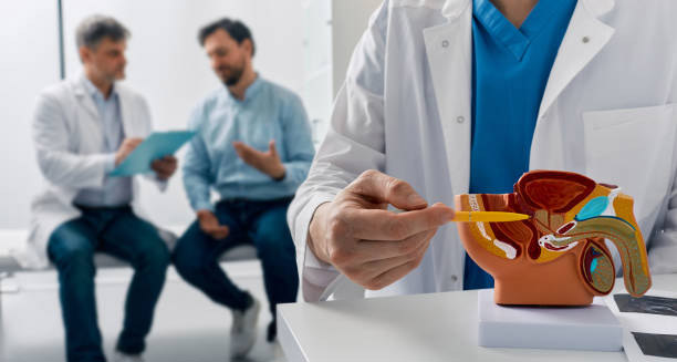 Doctor explaining male reproductive anatomy to patient during impotence diagnosis