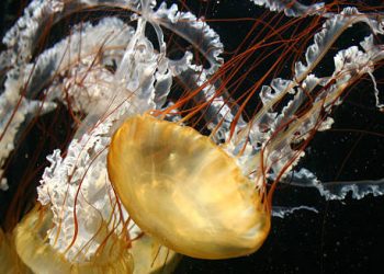 Close-up of jellyfish with long tentacles, the source of venomous stings requiring medical diagnosis