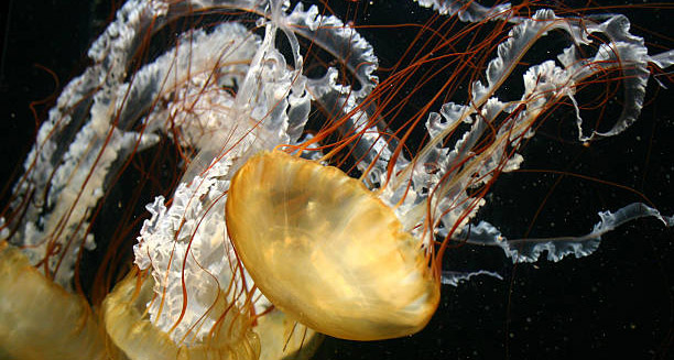 Close-up of jellyfish with long tentacles, the source of venomous stings requiring medical diagnosis