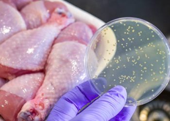 Bacteria sample held above raw chicken to represent food poisoning risk