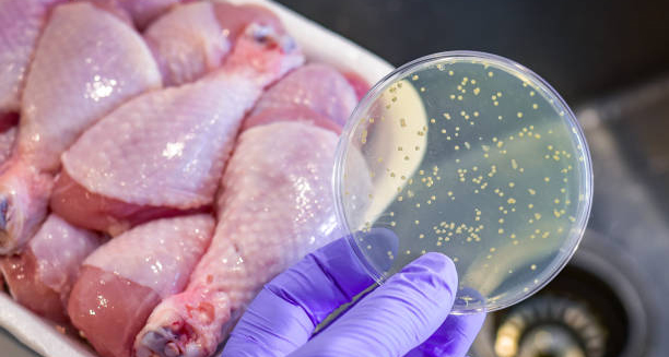 Bacteria sample held above raw chicken to represent food poisoning risk