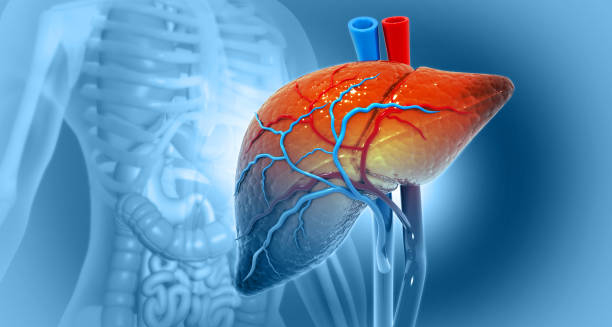3D illustration of human liver and gallbladder with blood vessels