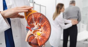 Doctor holding kidney model showing hydronephrosis while patient receives back exam