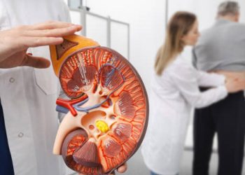 Doctor holding kidney model showing hydronephrosis while patient receives back exam