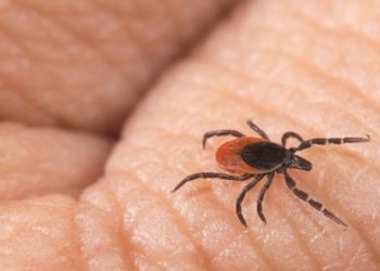 Close-up of a tick crawling on human skin