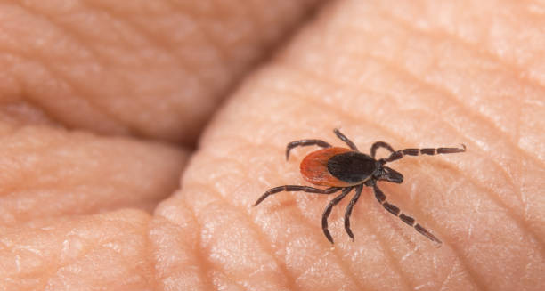 Close-up of a tick crawling on human skin