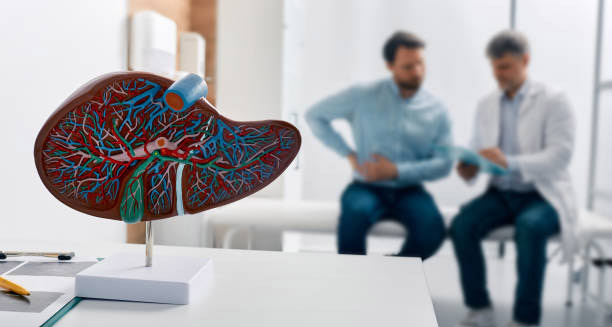 Liver anatomy model in doctor's office with patient consultation in background