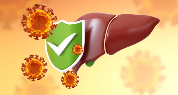 Healthy liver protected from hepatitis A virus with shield and checkmark