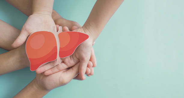 Hands holding liver illustration symbolising hepatitis prevention and liver care