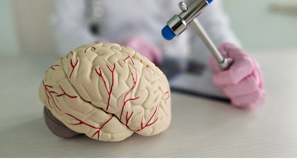 Brain model and reflex hammer used in neurological assessments