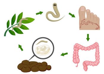 Lifecycle of hookworm showing skin penetration, intestinal infection, and faecal transmission