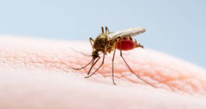 Causes of Malaria