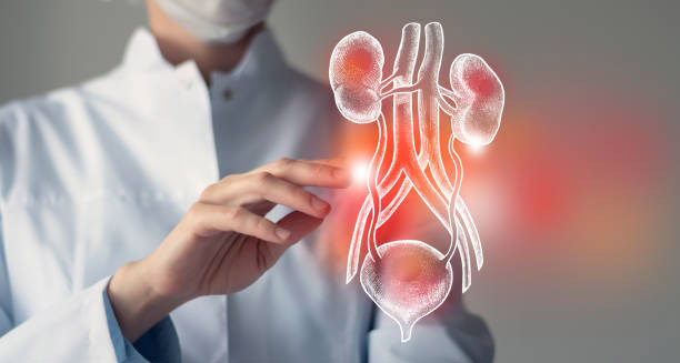 Doctor pointing at a digital illustration of inflamed kidneys indicating kidney infection