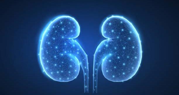 Digital illustration of kidneys highlighting treatment for kidney stones