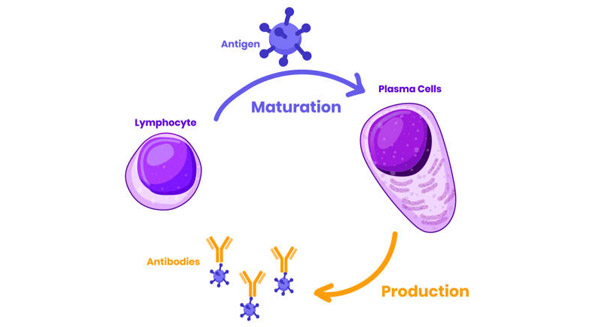Causes of Mastocytosis